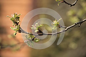 Spring branch of an apple tree with pink budding buds and young green leaves on the background of a wooden house