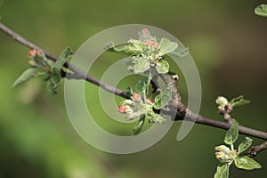 Spring branch of an apple tree with pink budding buds and young green leaves