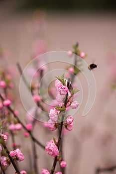 Spring branch with Beautiful Wildrose