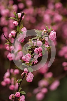 Spring branch with Beautiful Wildrose