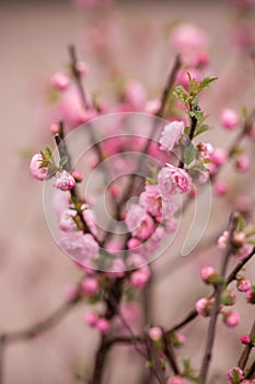 Spring branch with Beautiful Wildrose