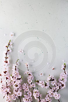 Spring branch of blooming apricots on light background