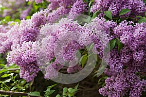 Spring blossoming lilac