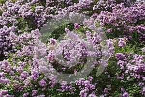 Spring blossoming lilac