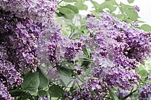 Spring branch of blossoming lilac