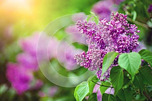 Spring branch of blossoming lilac