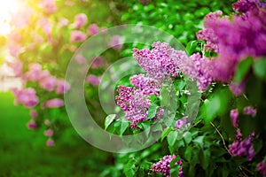 Spring branch of blossoming lilac