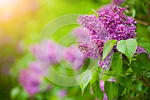 Spring branch of blossoming lilac