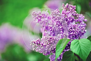 Spring branch of blossoming lilac