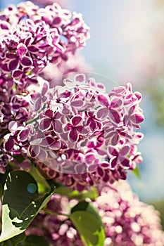 Spring branch of blossoming lilac