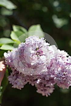 Spring branch of blossoming lilac