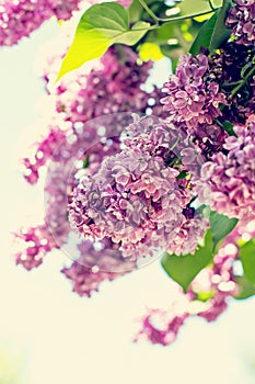 Spring branch of blossoming lilac