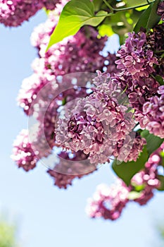 Spring branch of blossoming lilac