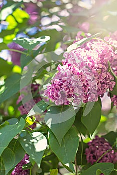 Spring branch of blossoming lilac