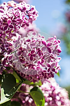 Spring branch of blossoming lilac