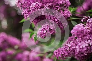 Spring branch of blossoming lilac