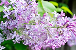 Spring branch blossoming lilac