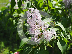 Spring branch of blossoming lilac