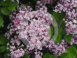 Spring branch of blossoming lilac, beautiful view