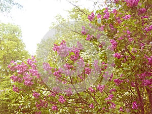 Spring branch of blossoming lilac, Blooming lilac flowers lit by sunlight. Selective focus at the central flowers