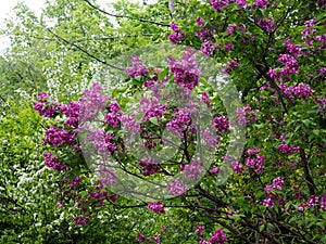 Spring branch of blossoming lilac, Blooming lilac flowers lit by sunlight. Selective focus at the central flowers