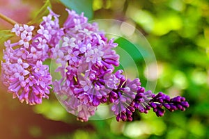 Spring branch of blossoming lilac. A branch of sirens on a tree in a garden, park