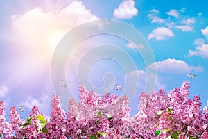 Spring branch of blossoming lilac with butterfly. Nature spring background with sunlight. Space for text. Blue sky at sunny day