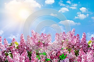 Spring branch of blossoming lilac with butterfly. Nature spring background with sunlight. Space for text. Blue sky at sunny day