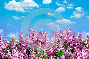 Spring branch of blossoming lilac with butterfly. Nature spring background with sunlight. Space for text. Blue sky at sunny day