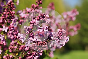 Spring branch of blossoming lilac close up