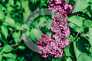 Spring branch of blossoming lilac close up