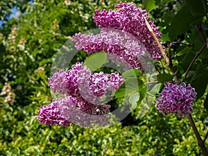 Spring branch of blossoming lilac close view on green leaves background