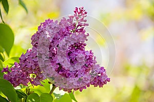 Spring branch of blossoming lilac closeup. flowers background