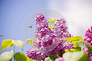 Spring branch of blossoming lilac closeup. flowers background