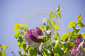 Spring branch of blossoming lilac closeup. flowers background