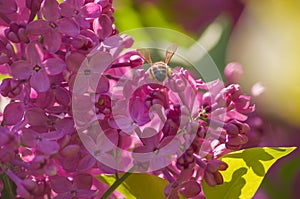 Spring branch of blossoming lilac closeup. flowers background