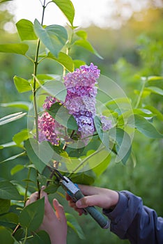 Spring branch of blossoming lilac closeup. flowers background