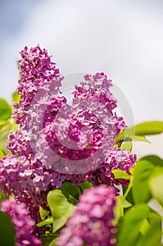 Spring branch of blossoming lilac closeup. flowers background