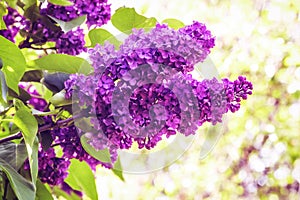 Spring branch of blossoming lilac, Green branch with spring flowers. Lilac flowers on tree in garden