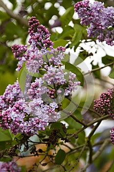 Spring branch of blossoming lilac, natural view