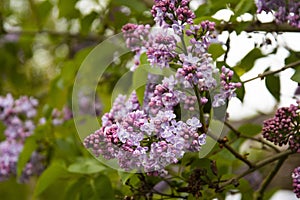 Spring branch of blossoming lilac, natural view