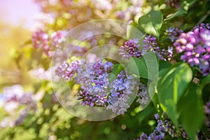 Spring branch of blossoming lilac. Nature background