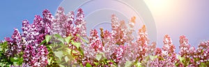 Spring branch of blossoming lilac nature background. Space for text. Pinc and purple flower