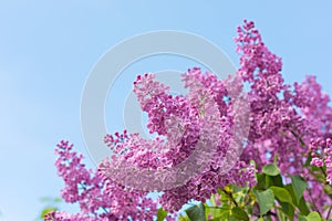 Spring branch of blossoming lilac, postcard concept