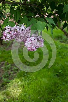 Spring branch of blossoming lilac, postcard concept