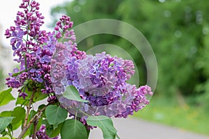 Spring branch of blossoming lilac, postcard concept