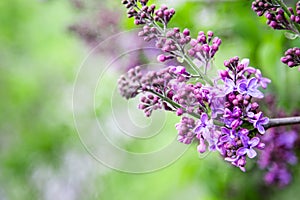 Spring branch of blossoming lilac. Purple lilac flowers spring blossom background