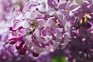 Spring branch of blossoming lilac. Selective focus