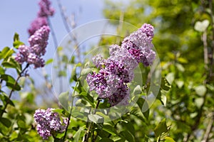Spring branch of blossoming lilac selrctive focus