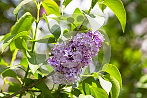 Spring branch of blossoming lilac selrctive focus